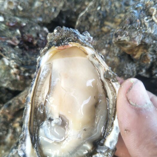 诏安县漳州生蚝 养殖户一手直销货源稳定