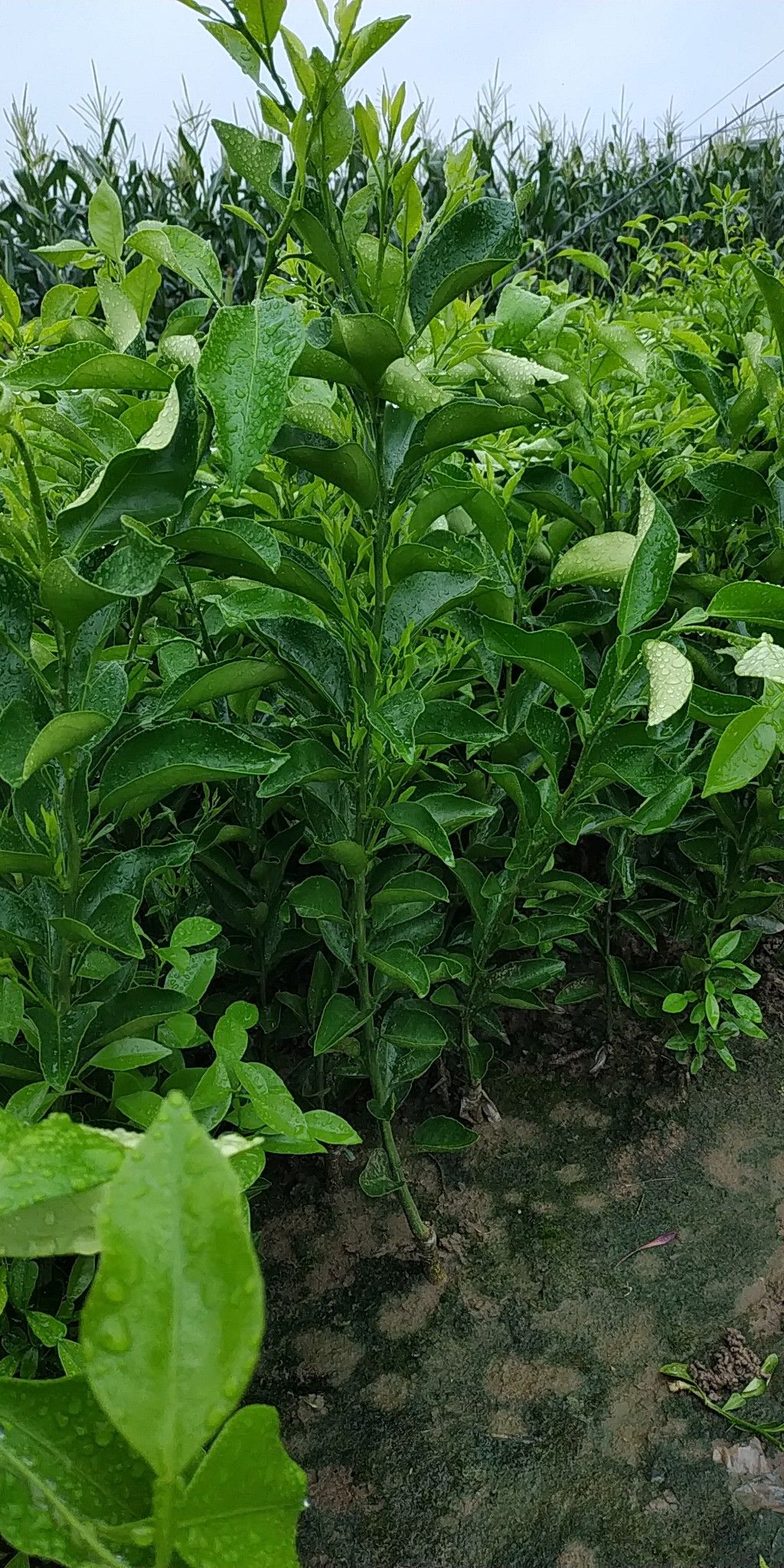 耙耙柑树苗什么时候种植最好(耙耙柑种植时间)