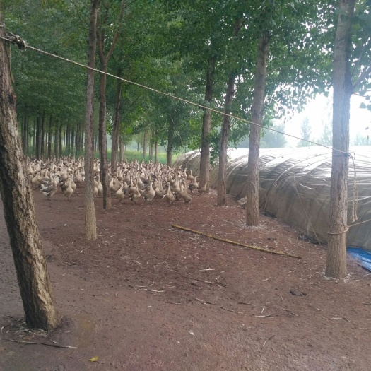 河间市灰鹅 8-10斤 统货 半圈养半散养 