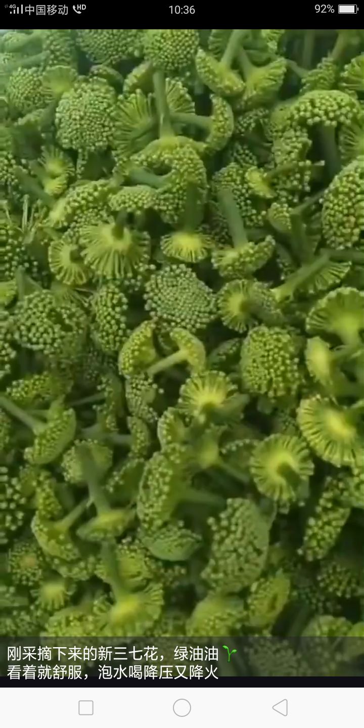  云南特产，道地食材！三七，三七花，天麻等等，品种齐全，货真