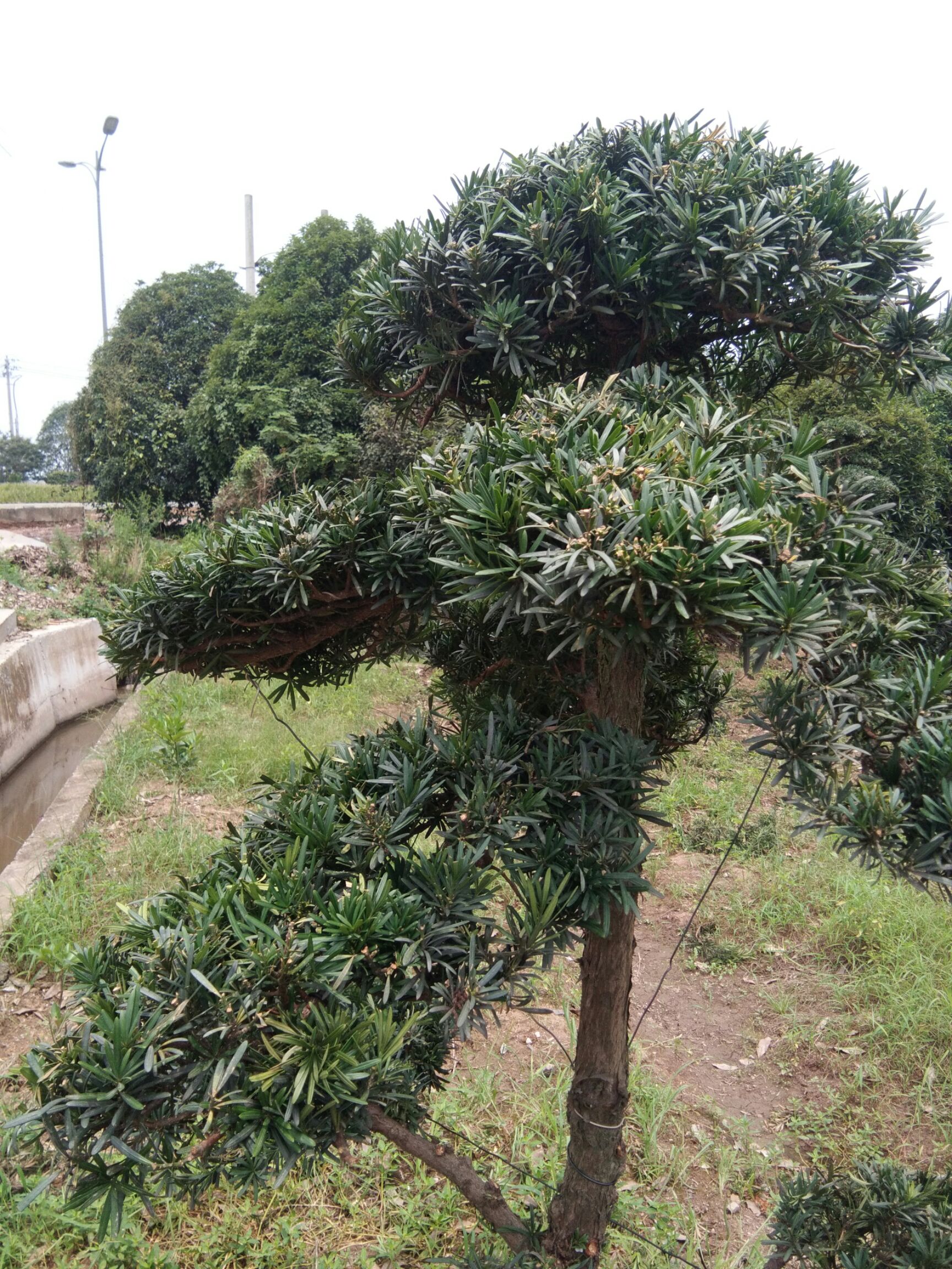  造型好的小叶罗汉松 树形好 价格实惠