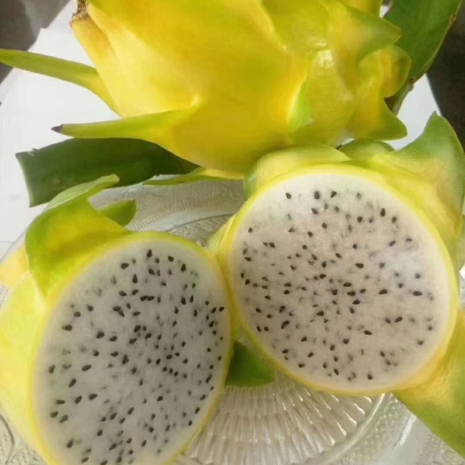 灵山县黄皮火龙果苗