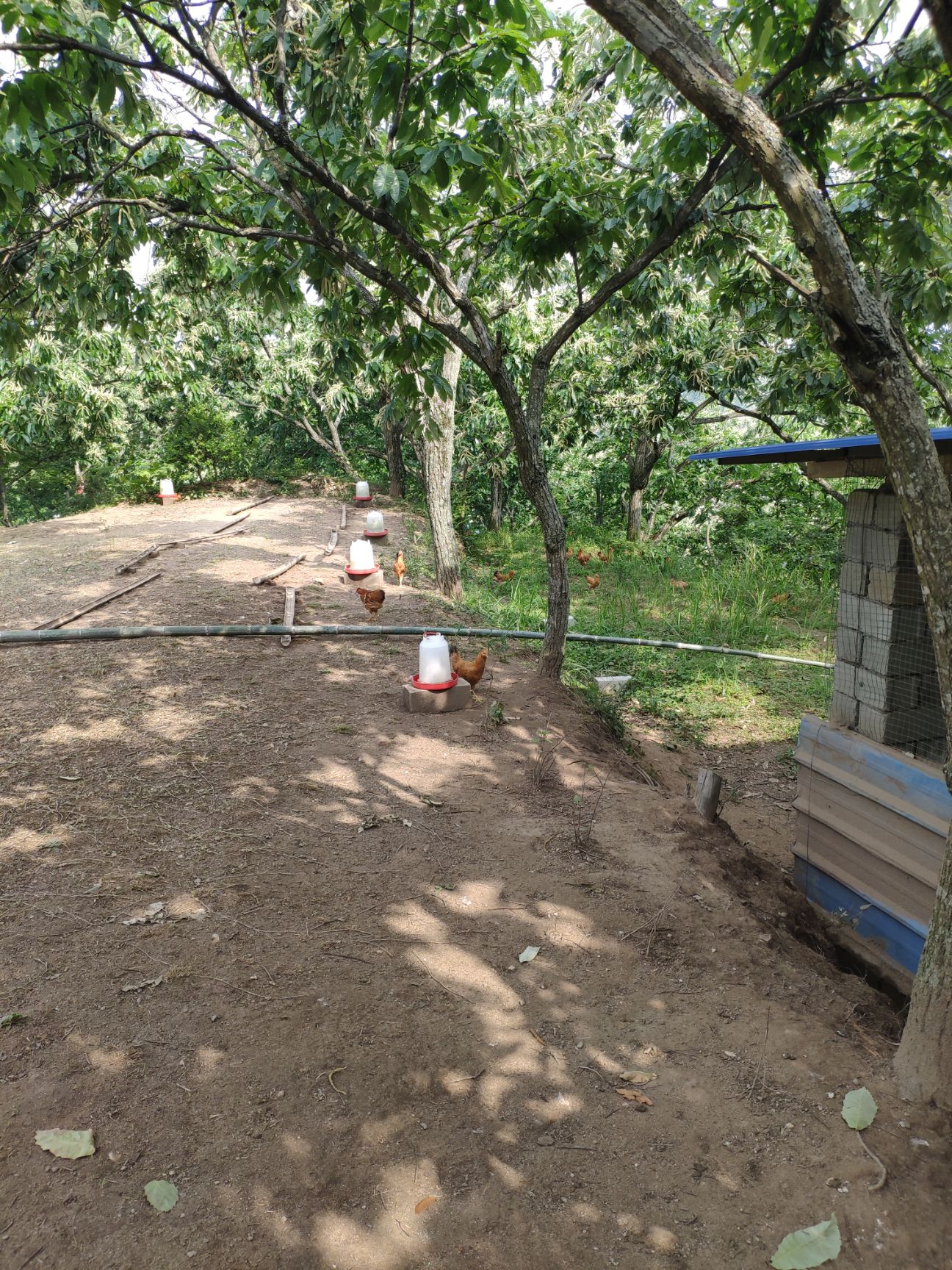 农家散养纯土鸡蛋新鲜农村自养 农场直发绿壳蛋