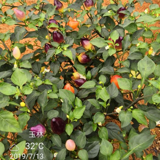 五彩椒 混装通货 微辣 彩色