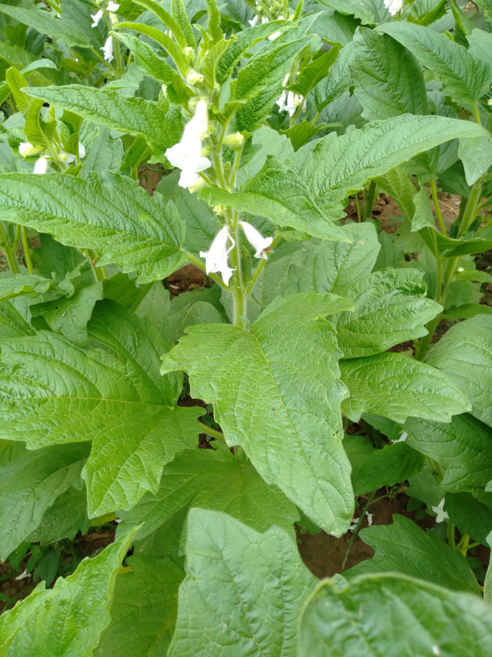  、蜂蜜不是藥有時比藥還有效，百花蜜