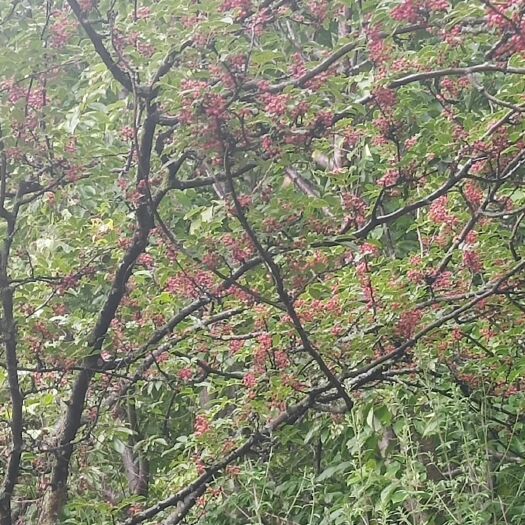 小金县 大红袍花椒