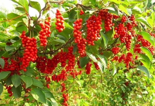 新宾县 非种植五味子代收购，出售