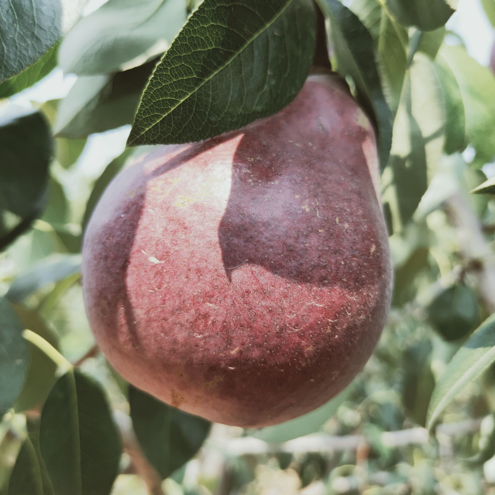 意大利黑梨苗 意大利黑梨，7月20号坐果状态，需要苗的提前预定