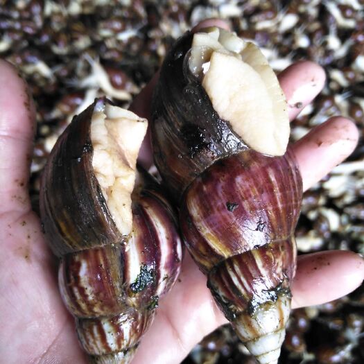 册亨县白玉蜗牛