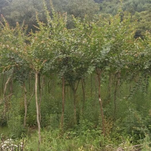 徽县紫薇树 1米2顶杆   2~5公分  一手货源  看货定价