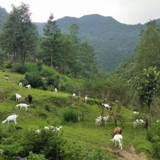 开化县土山羊 30-50斤