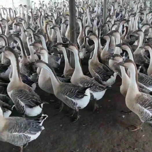 南宁 灰鹅苗，，杂交鹅苗