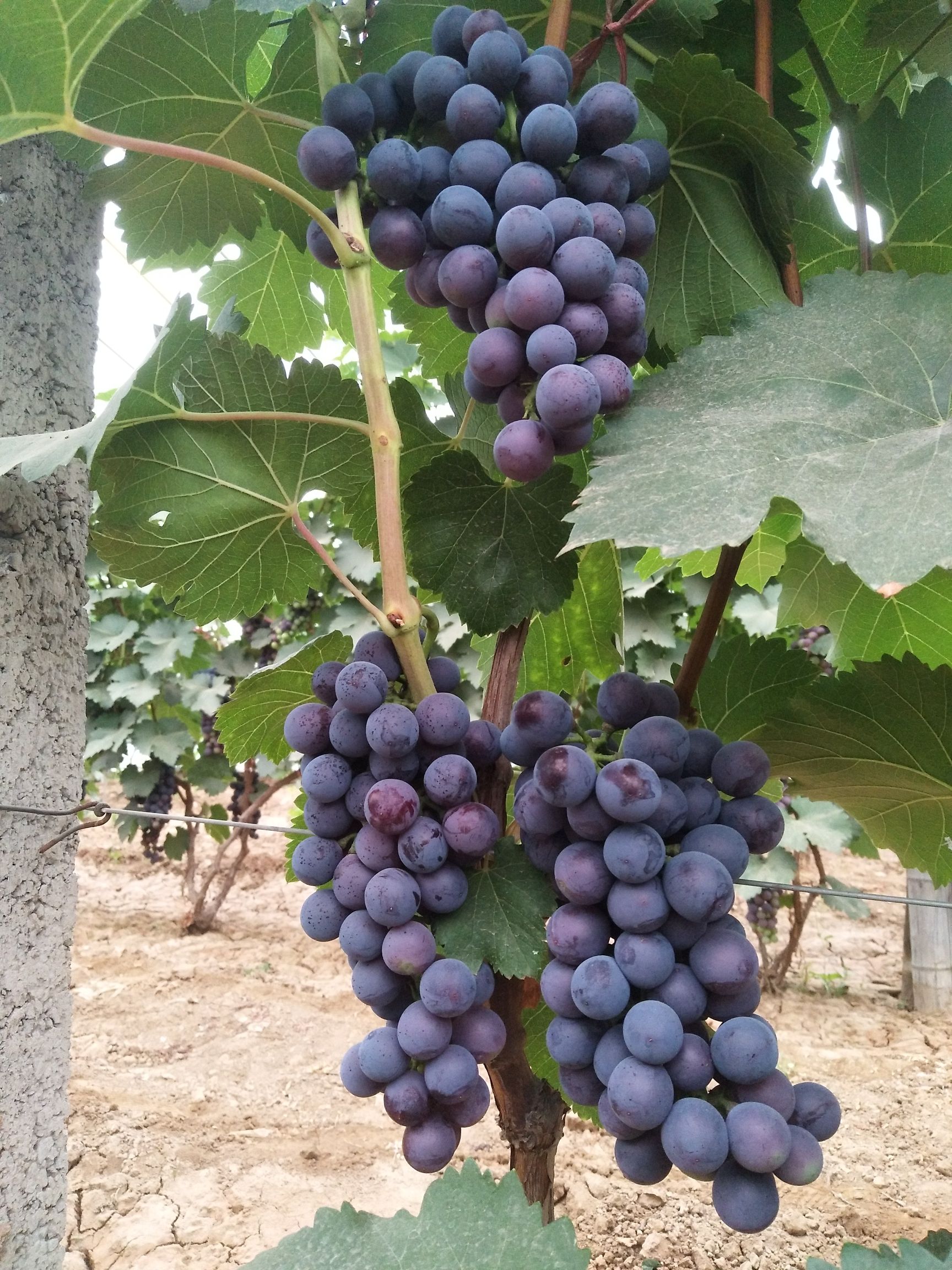 夏黑葡萄  清徐特产“夏黑无籽”葡萄，自家基地种植