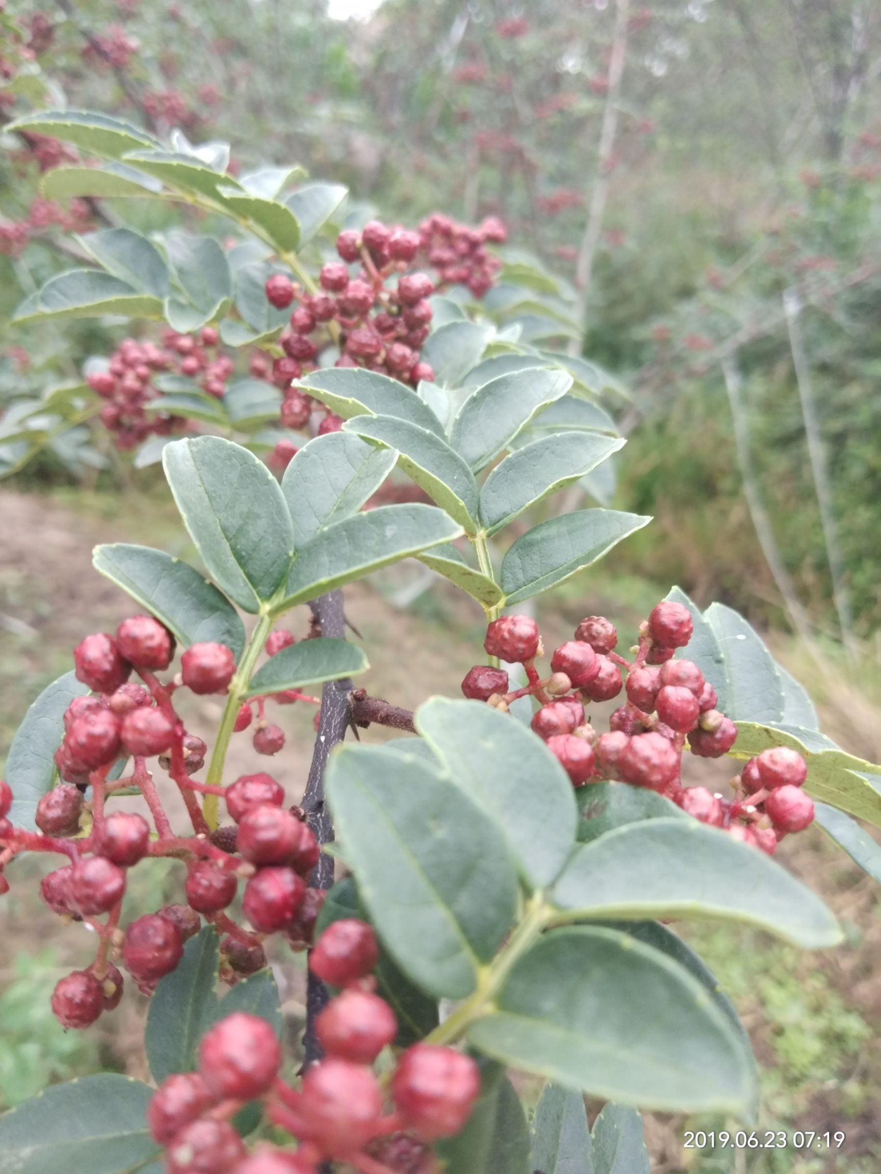 汉源花椒红花椒