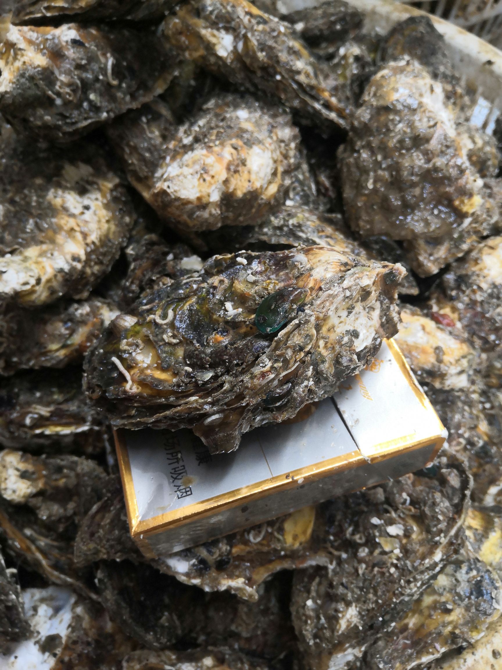  网红高压锅生蚝  深海生蚝  汫洲大蚝