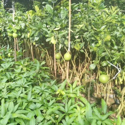 灵山县 三红蜜柚苗