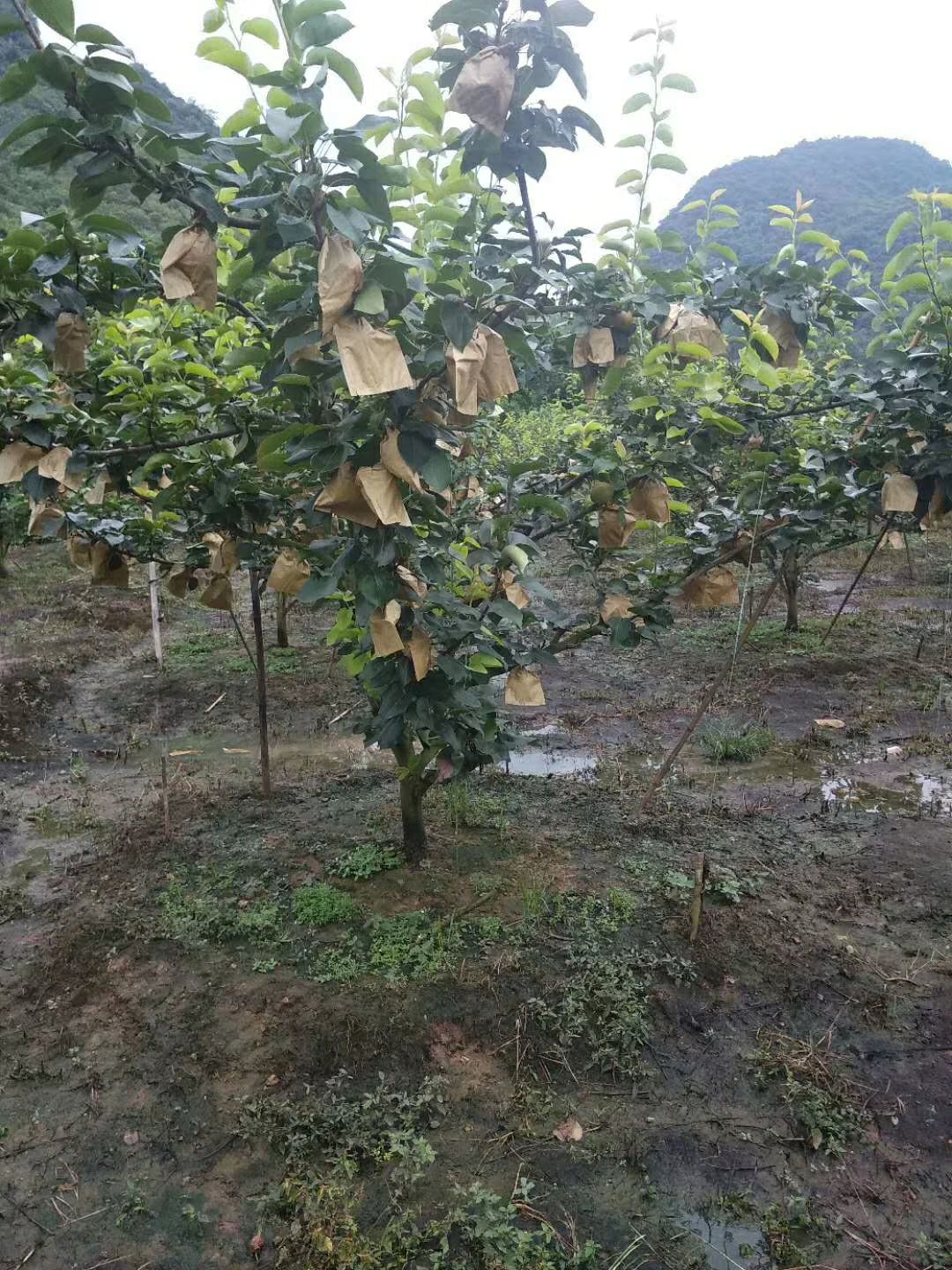  广东：阳山晶宝梨