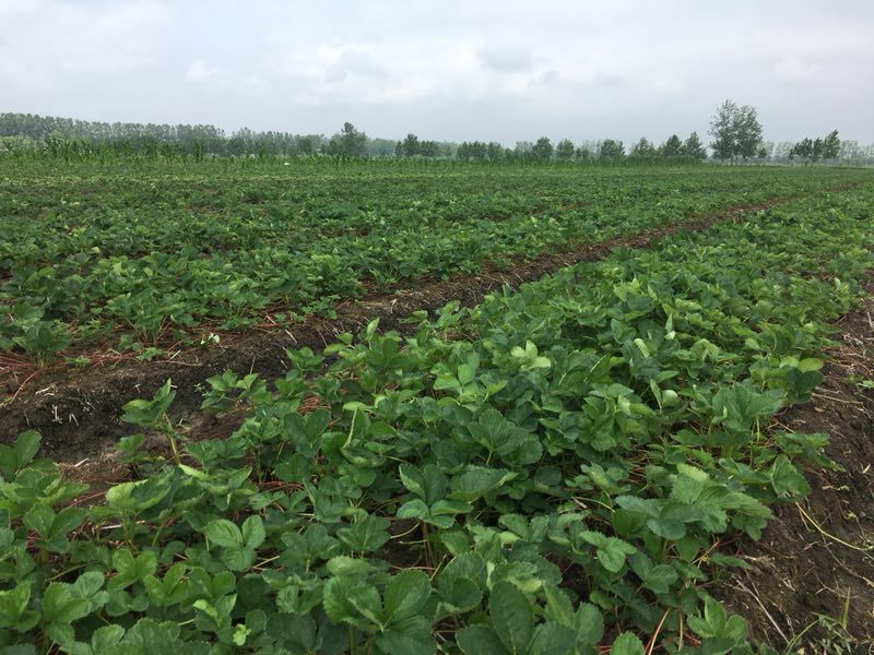 久香草莓苗 销售优质草莓秧苗，欢迎现场订购