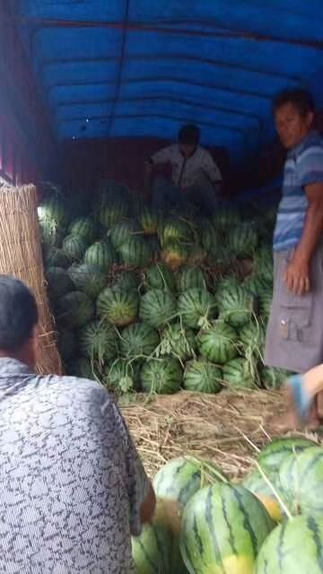 冠龙西瓜 8斤打底 9成熟 2茬 有籽