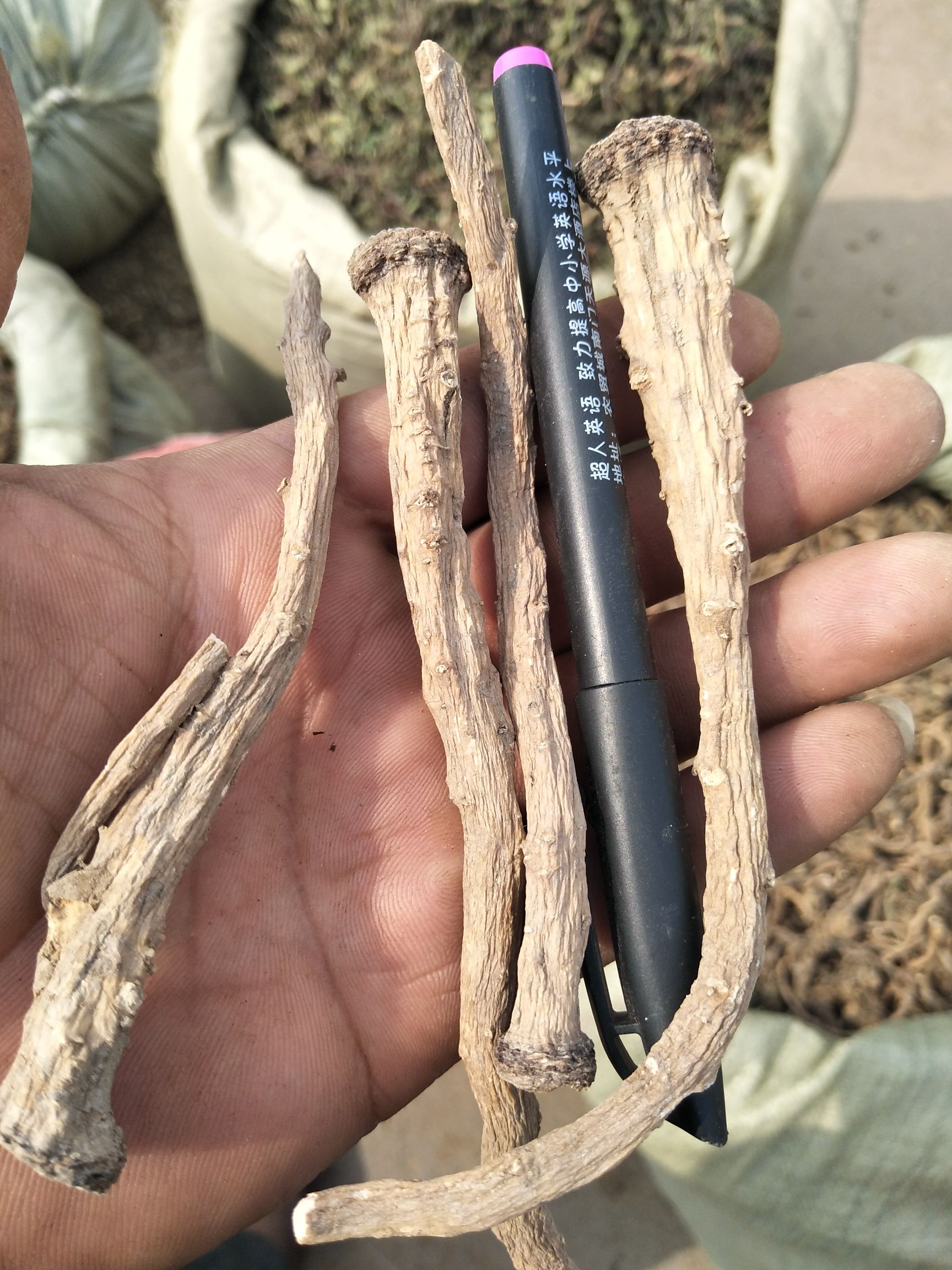 蒲公英 水洗，选装，量大优惠