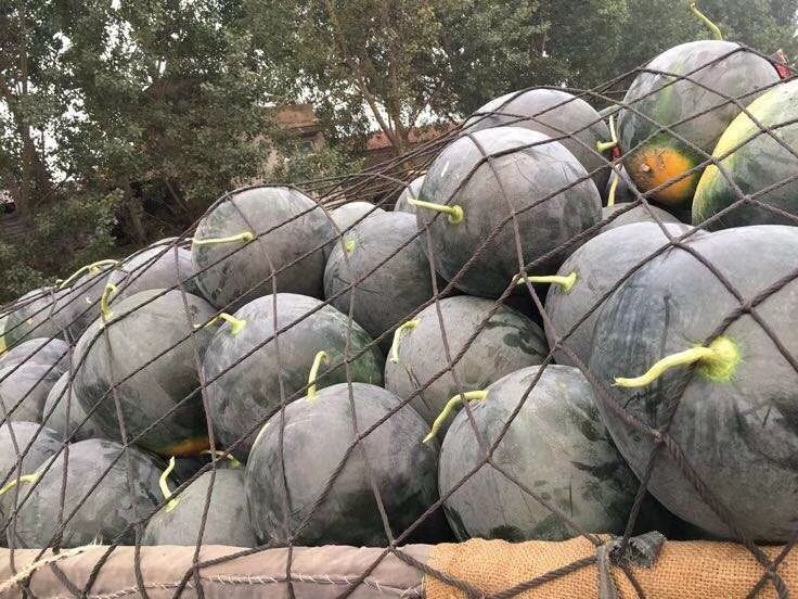 黑皮无籽西瓜 黑皮无仔