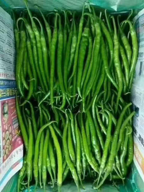 L3线椒 山西忻州绿3号线椒上市了