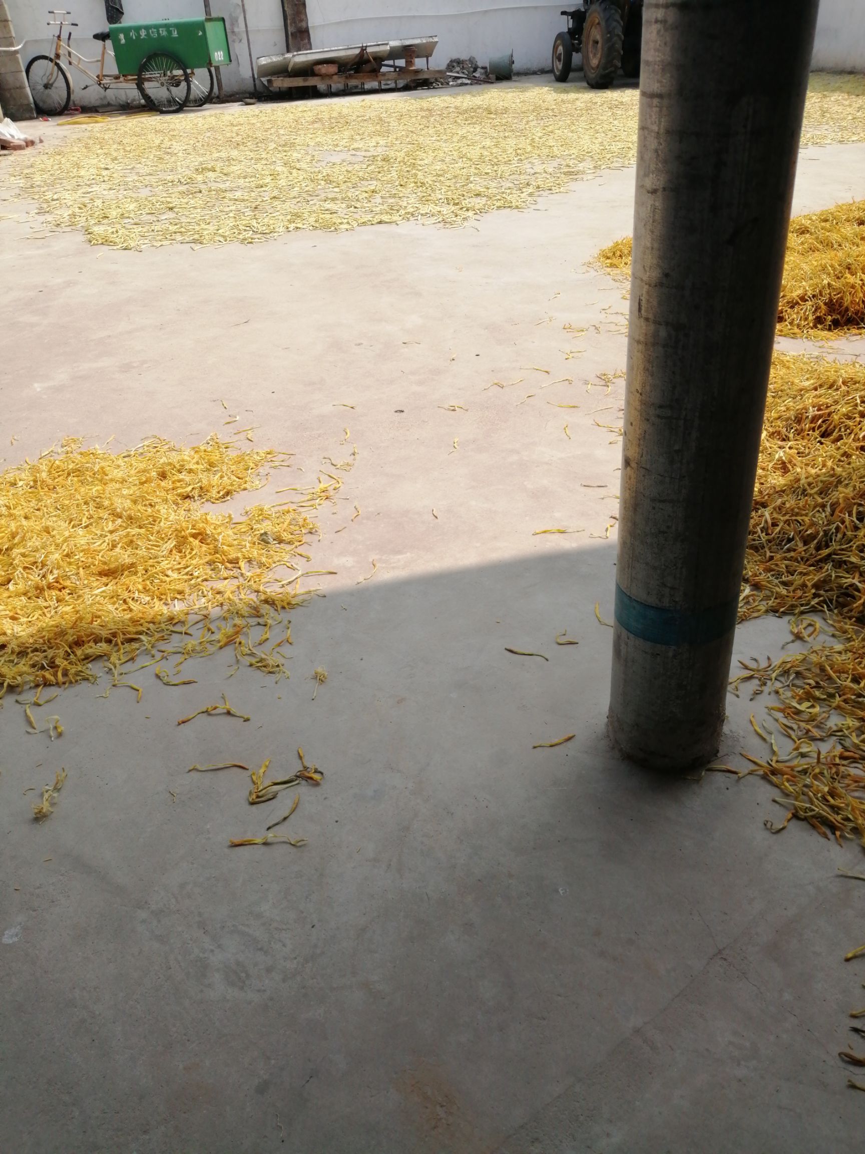 新鲜黄花菜，口感好，量大从优。每市斤11.5元包邮。