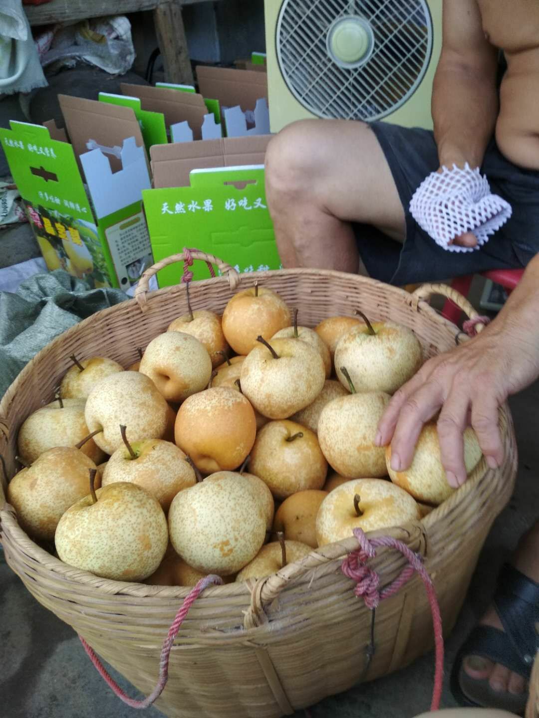  广东：阳山晶宝梨