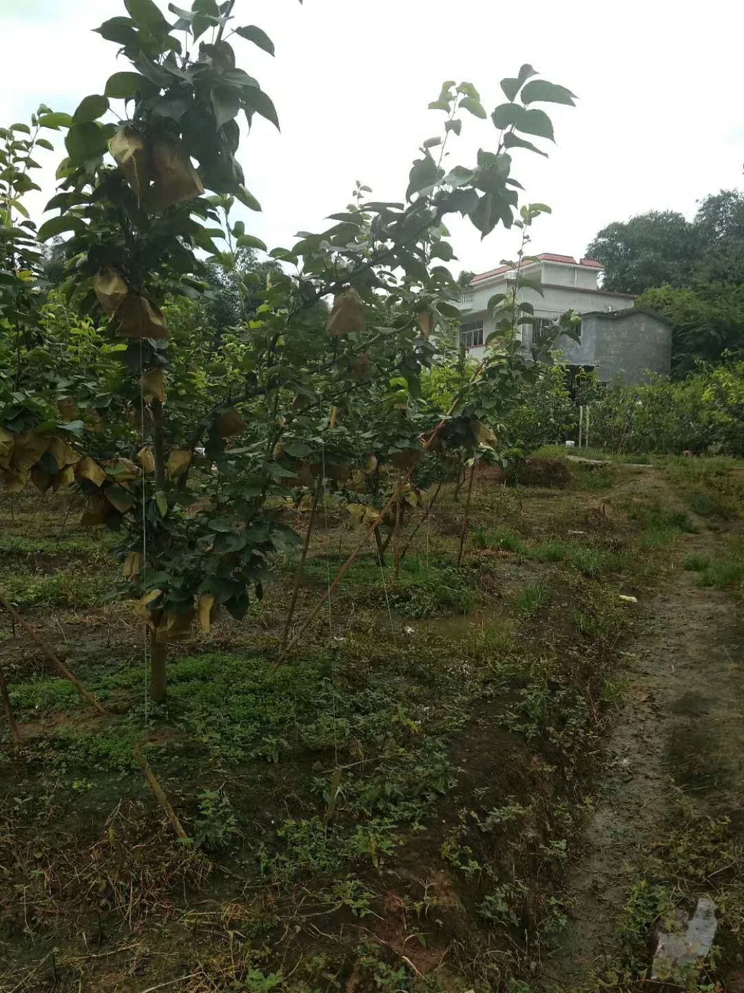  广东：阳山晶宝梨
