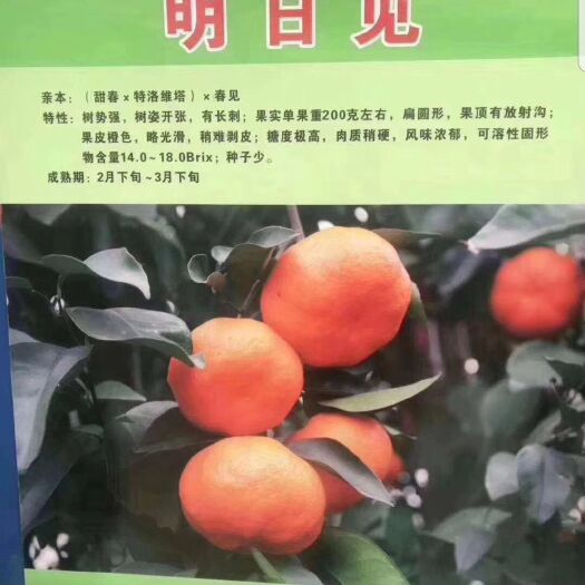 象山县明日见枝条 25~30cm