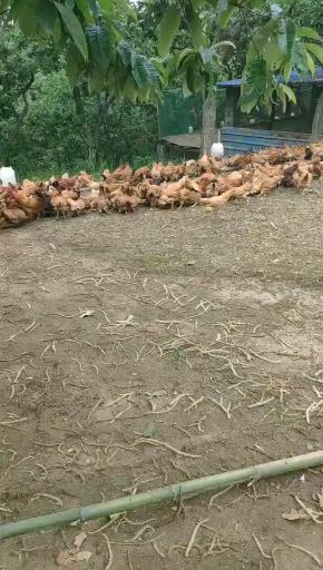 农家散养纯土鸡蛋新鲜农村自养 农场直发绿壳蛋