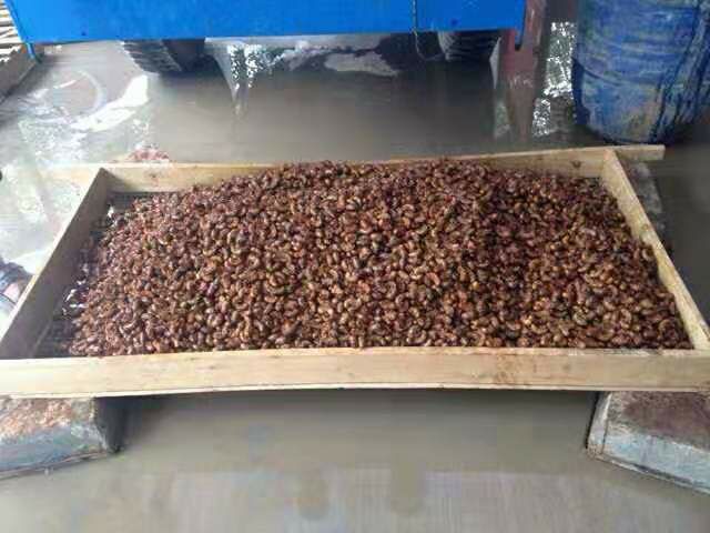  金蝉，知了猴，爬叉，白婵大量出售