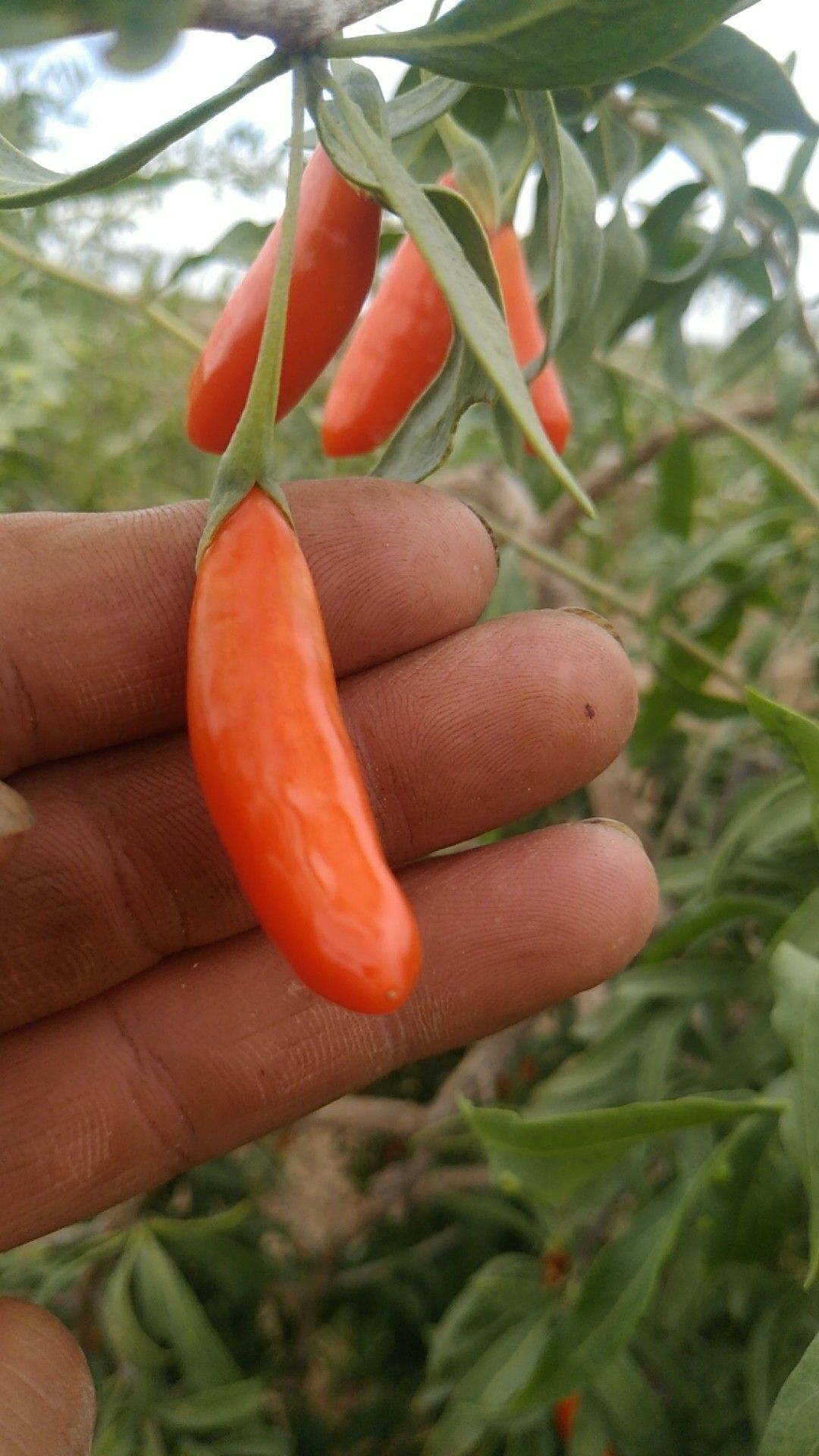 红枸杞 农户自销，一手货源。无功害构杞，无硫无磺，无亚纳，无染色，