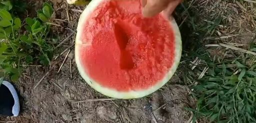 黑皮无籽西瓜 黑皮无仔