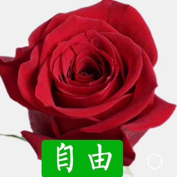 玫瑰切花 玫瑰花