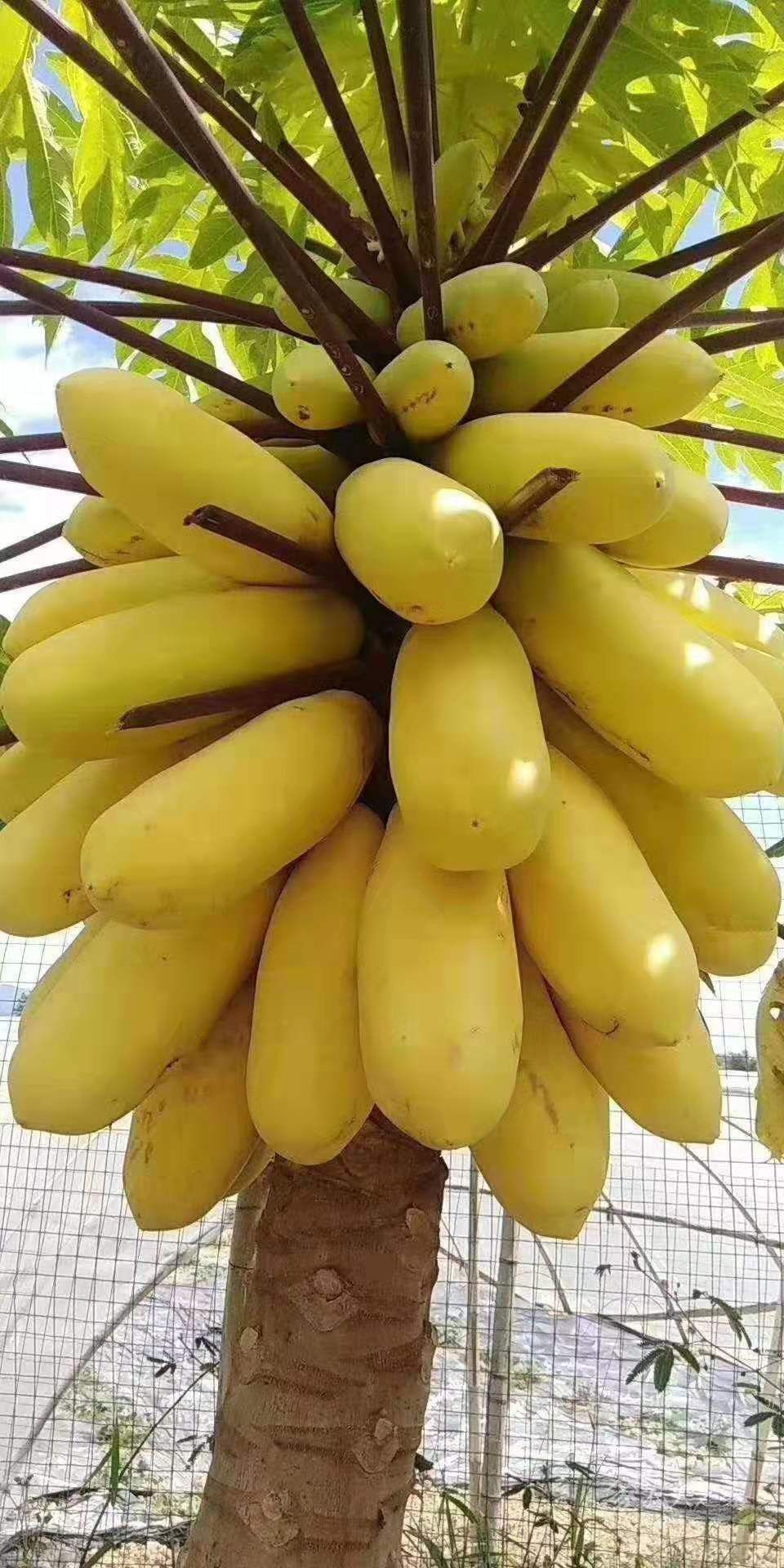 黄金瓜苗 泰国黄金木瓜苗