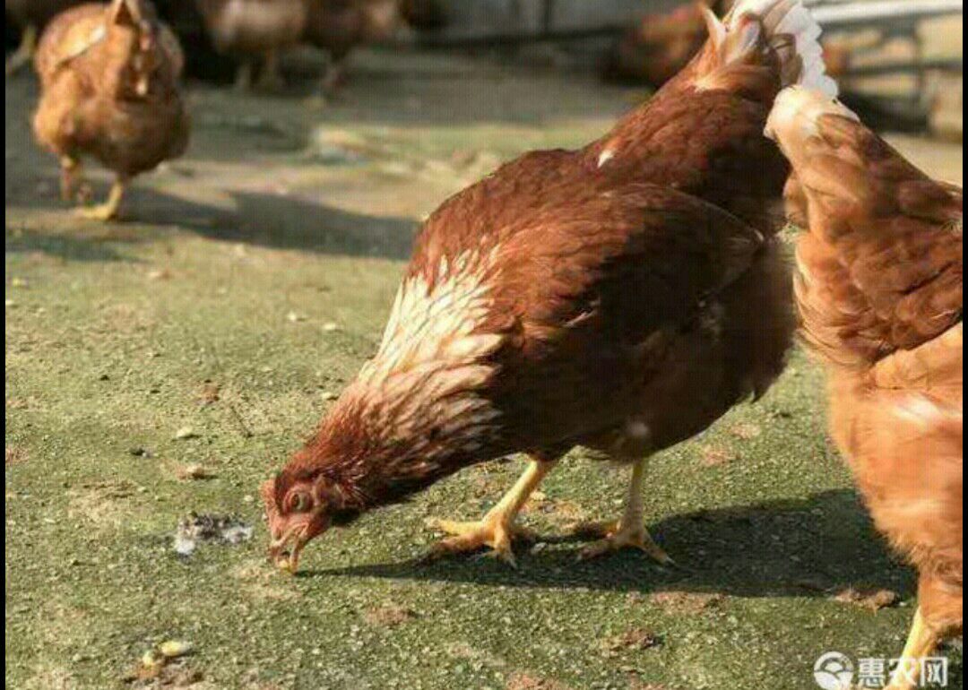 海兰褐鸡苗 多产蛋鸡苗  年产280，成活率高