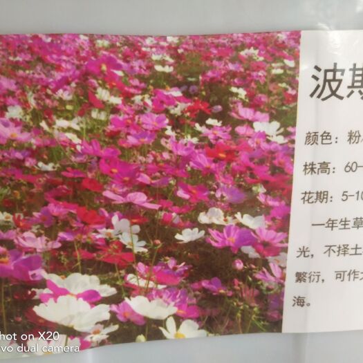 江阴市普通菊花种子 普通菊