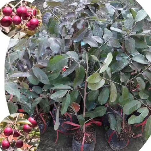 灵山县红壳龙眼苗  【正品】红皮龙眼泰国红皮龙眼树苗红皮桂圆树苗桂圆树苗