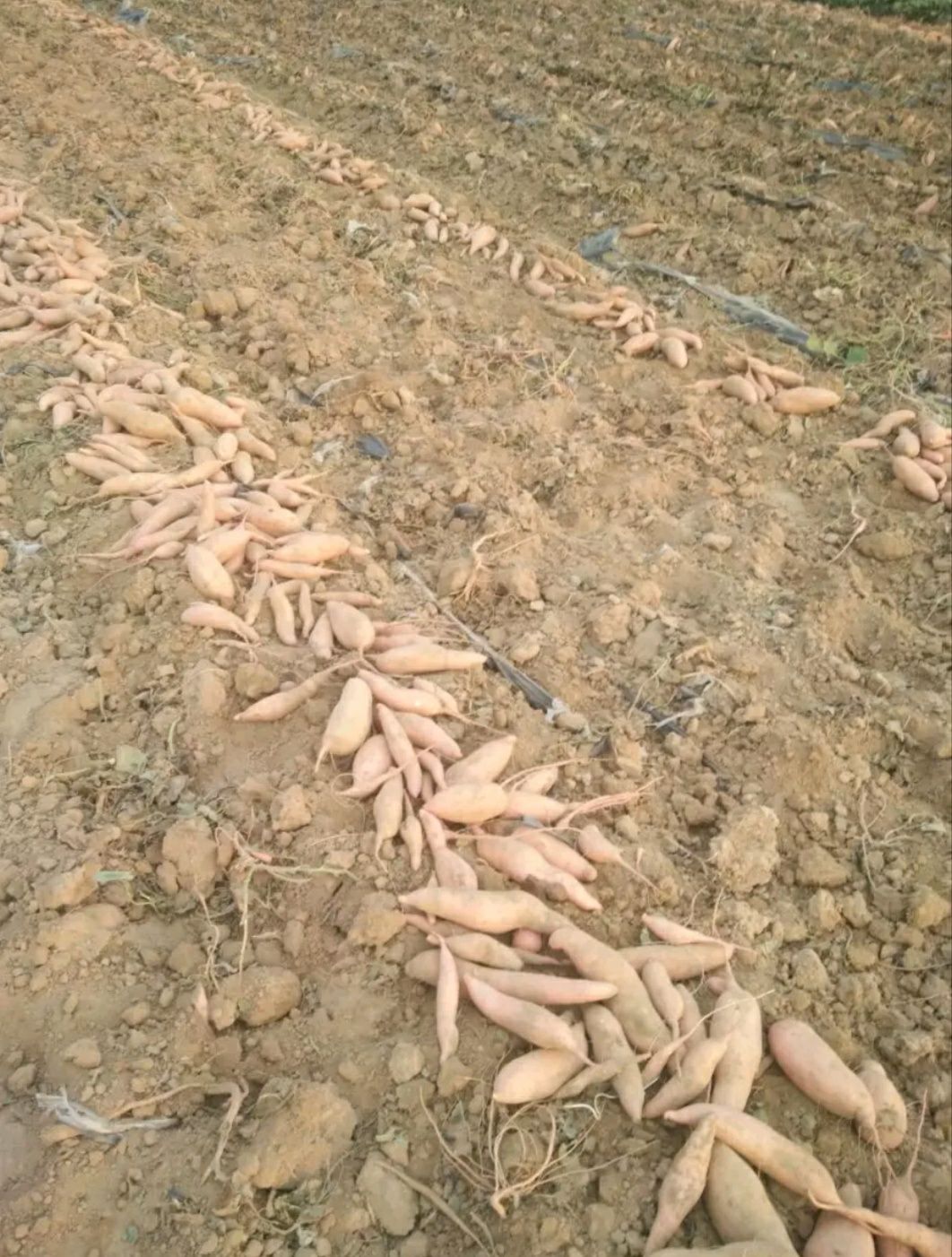  自家红薯，又大又甜，值得您拥有！！