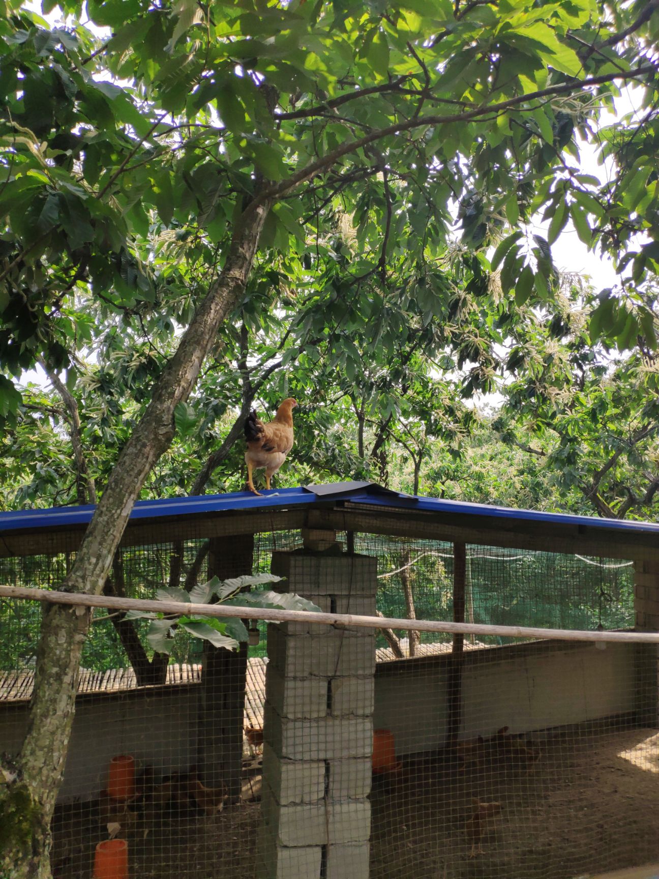 农家散养纯土鸡蛋新鲜农村自养 农场直发绿壳蛋