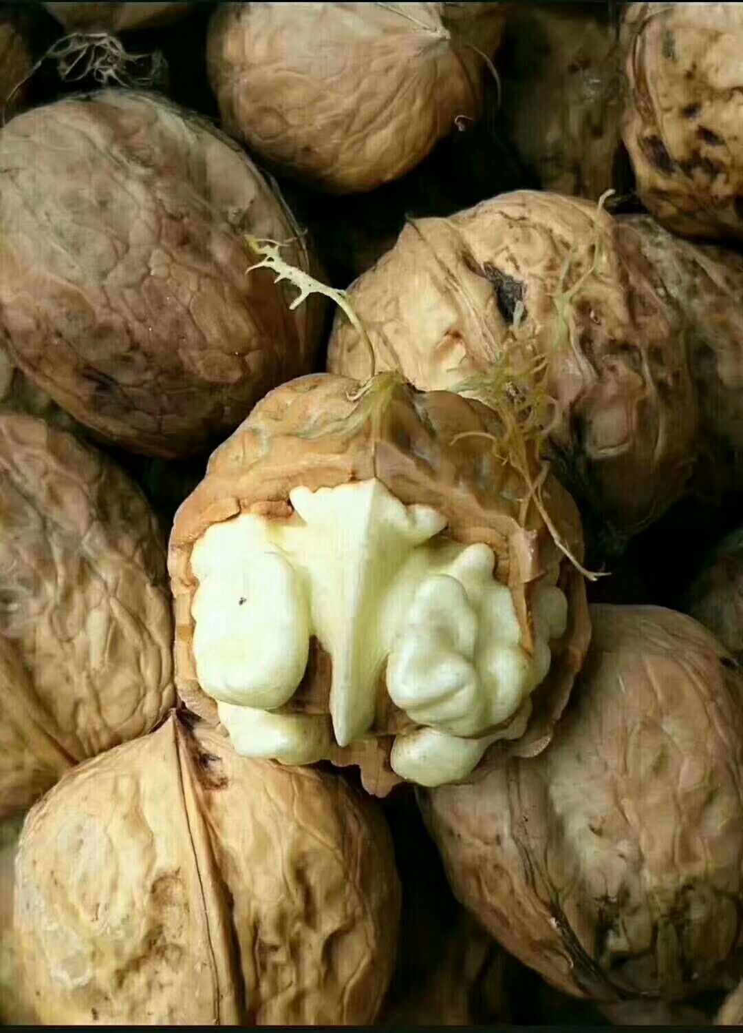 青皮核桃  去皮核桃正在上市中