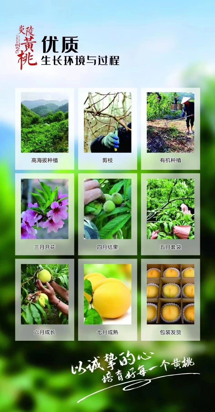  炎陵黄桃 桃醉天下