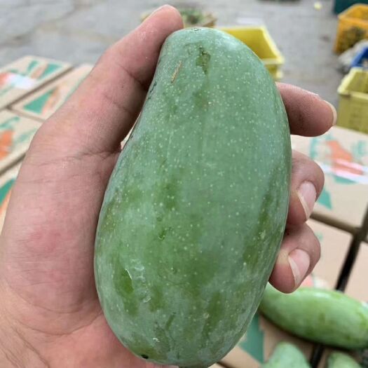 田东县桂七芒果苗 广西百色桂七芒果