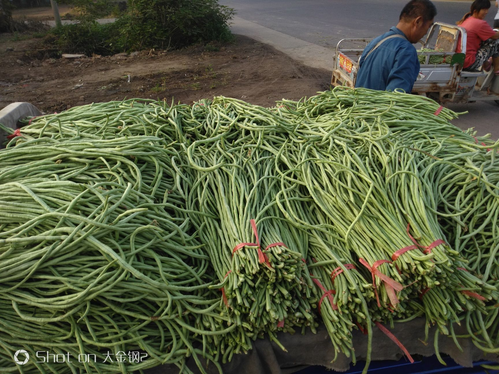 绿龙豆角 山东省滨州市惠民县