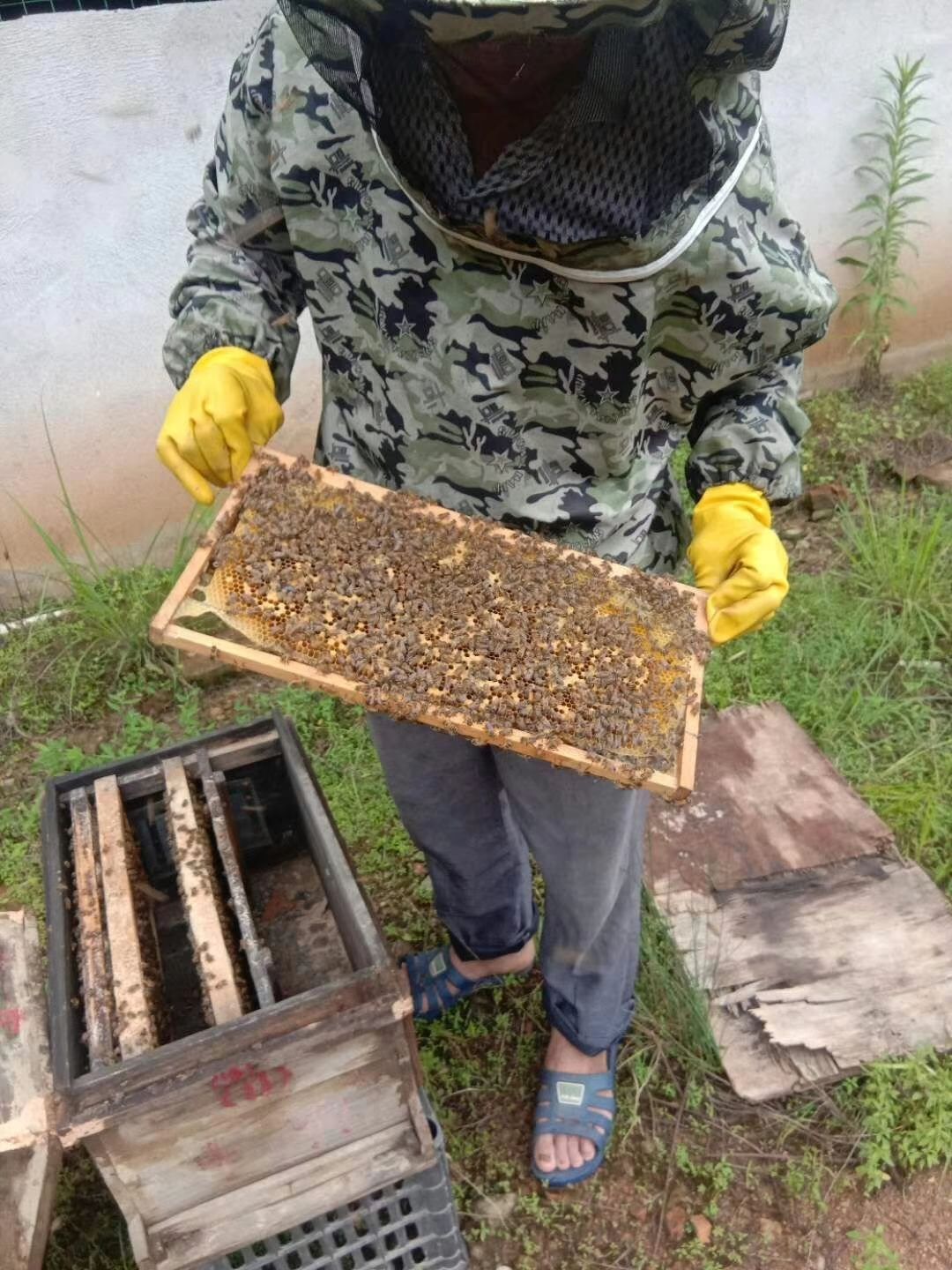 土蜂蜜 塑料瓶装 1年 