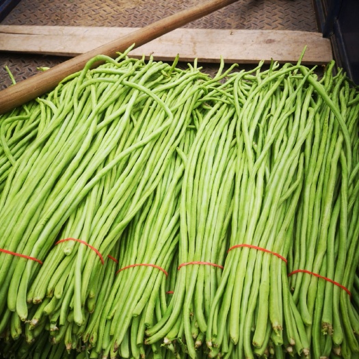 博爱县长豇豆 长豆荚大量供应