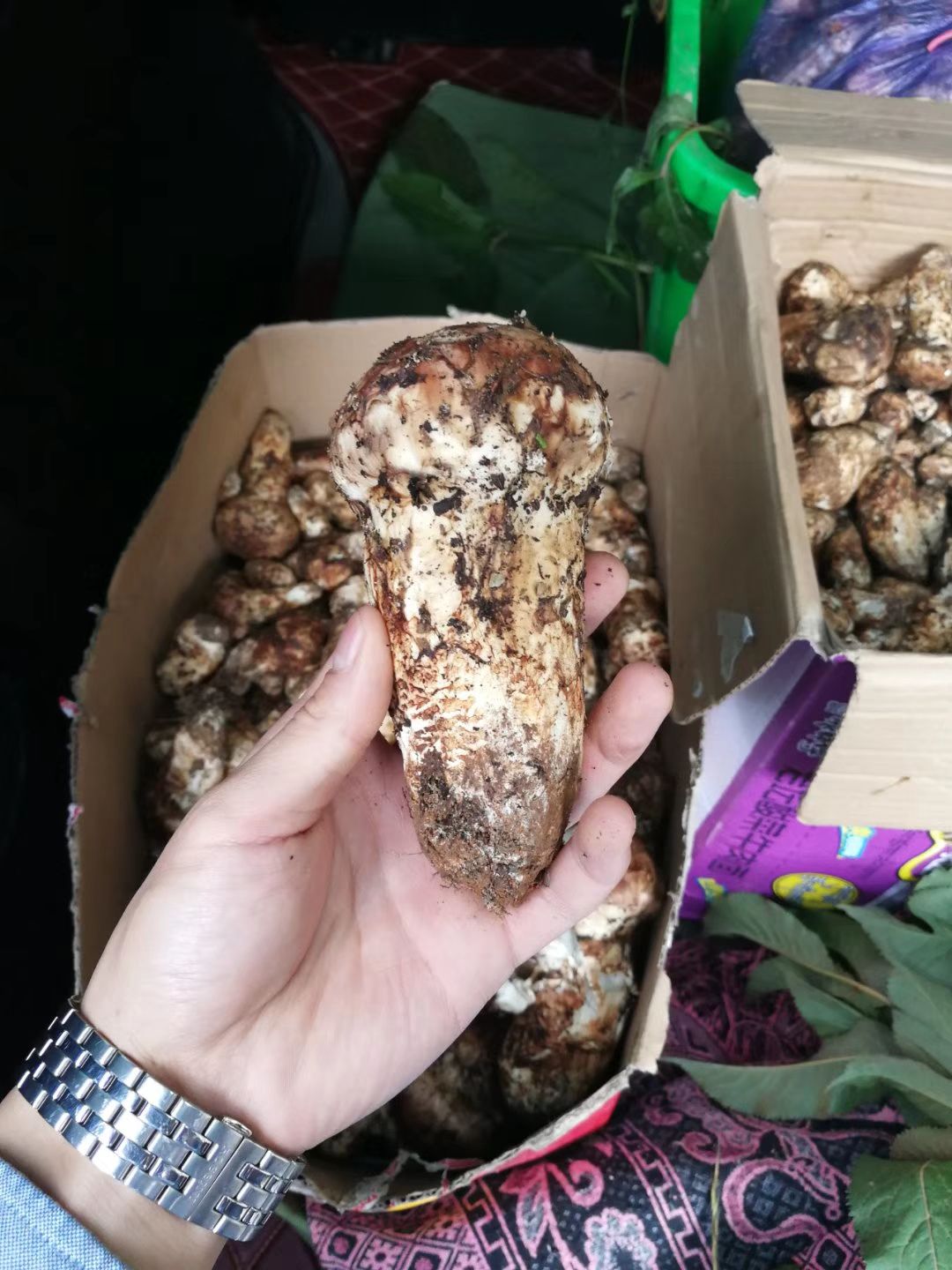  松茸之乡雅江松茸   19年鲜货上市   顺丰邮寄  一手货