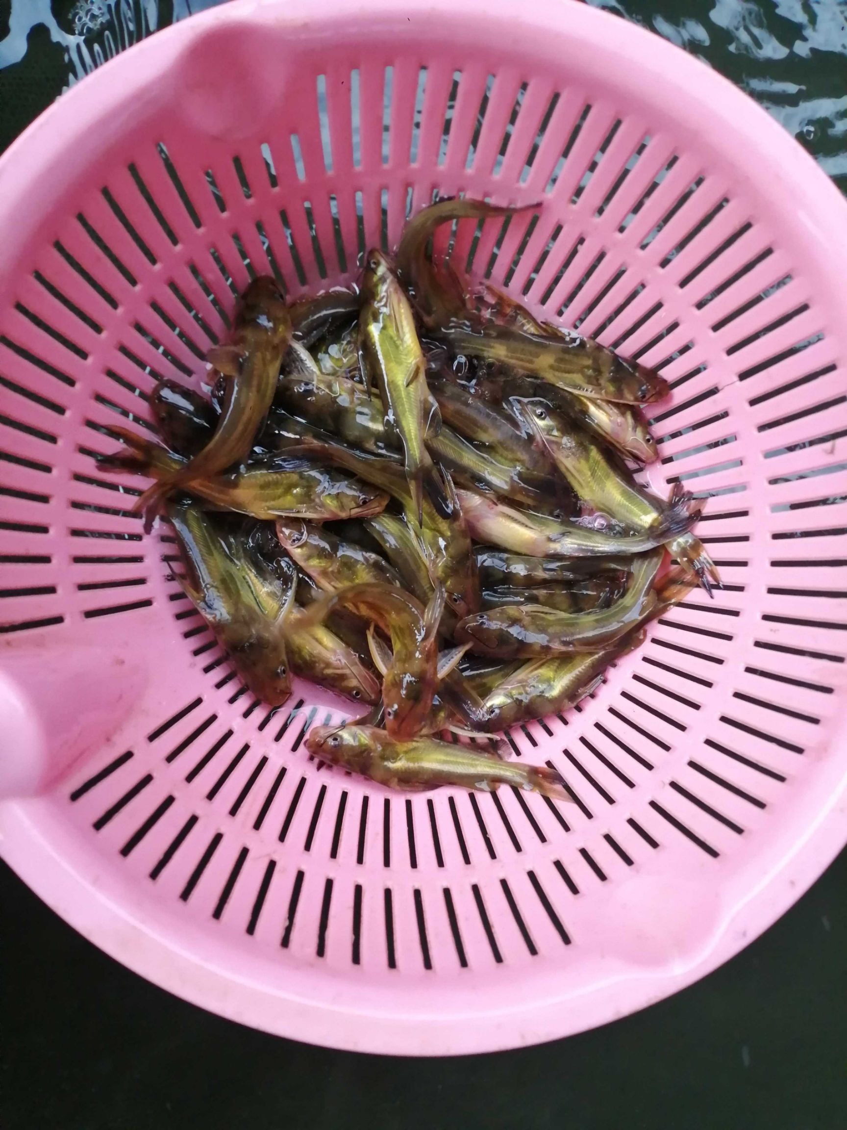  建鲤，丰鲤，荷花鲤，文庆鲤，大量批发出售