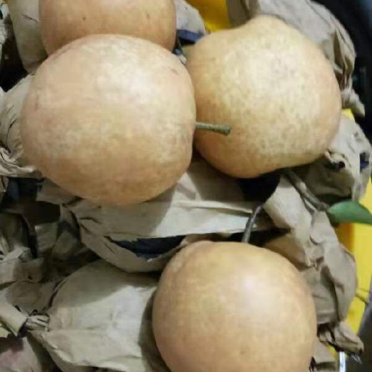 龙胜县 桂花梨